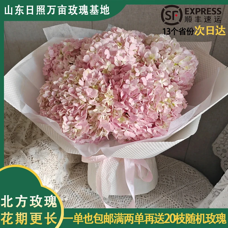 A级【绣球】花束北方鲜花精选山东源头产地直发精致鲜花（顺丰包邮）