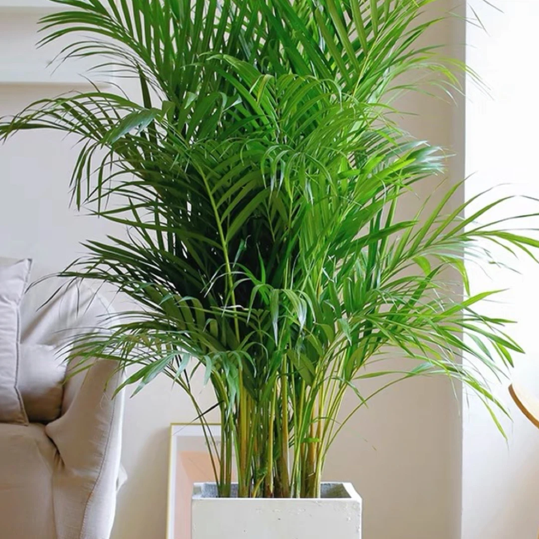 网红富贵椰子散尾葵大型室内绿植盆栽