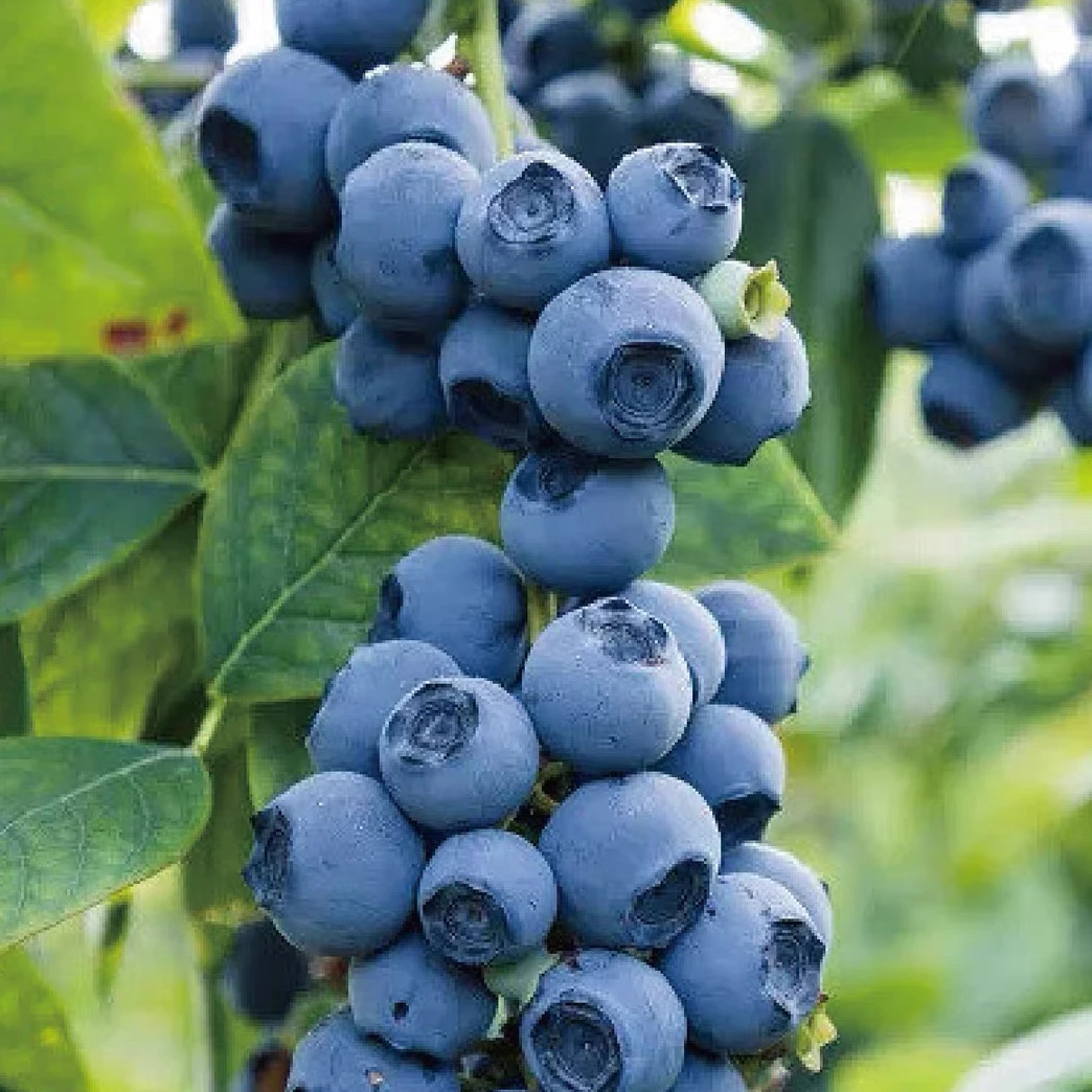 特大蓝莓果树果苗南方北方庭院别墅种植蓝丰绿宝石盆栽地栽
