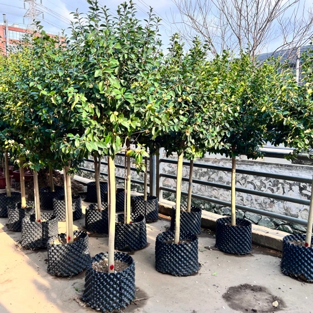 含笑花苗盆栽 香妃树苗芳香植物耐寒四季常青 庭院阳台室内外含笑