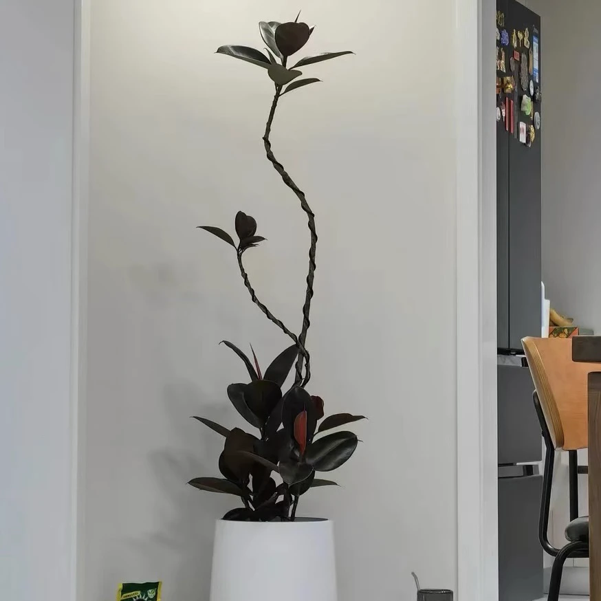羽夕高端橡皮树黑金刚盆栽花盆客厅室内盆景
