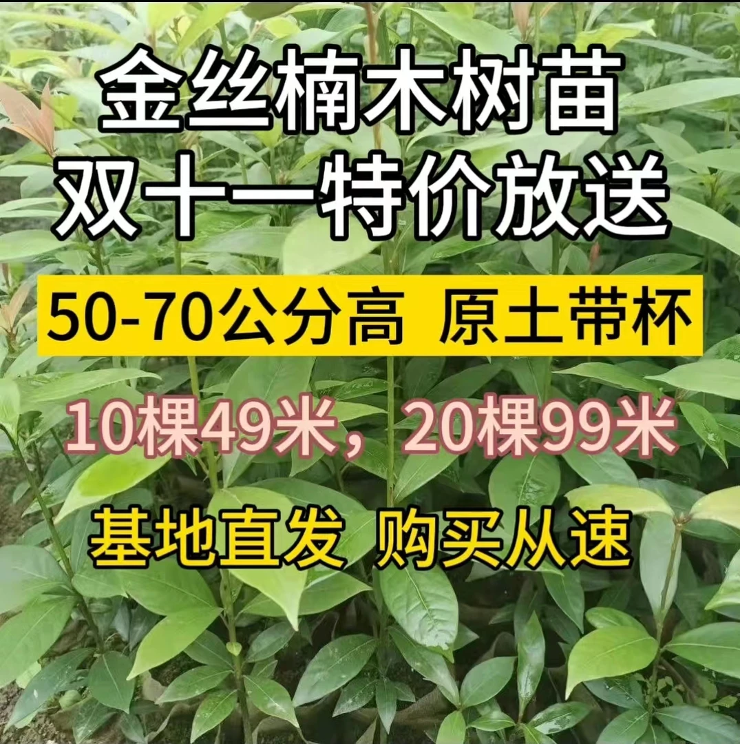 金丝楠小叶桢楠 50-70公分高双十一特价大放送