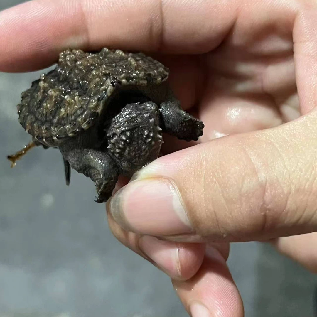 严选名种苗，人工合法养殖