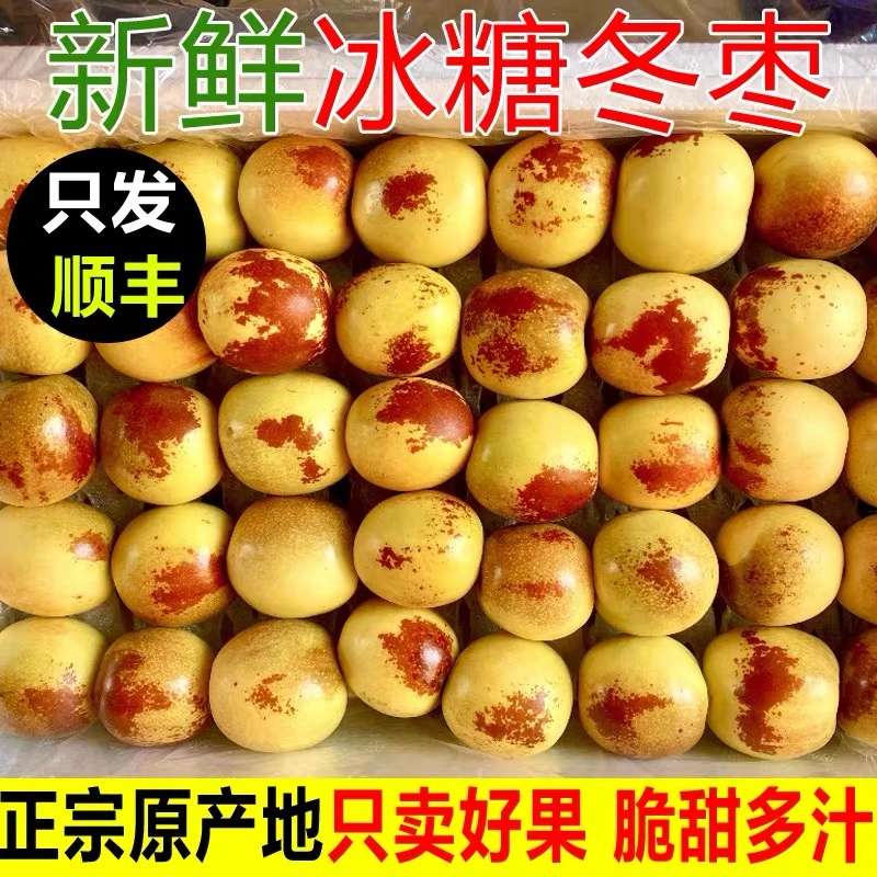 翎彰【冰糖冬枣】新鲜水果现摘现发脆甜大果冬枣孕妇3/5斤顺丰包邮