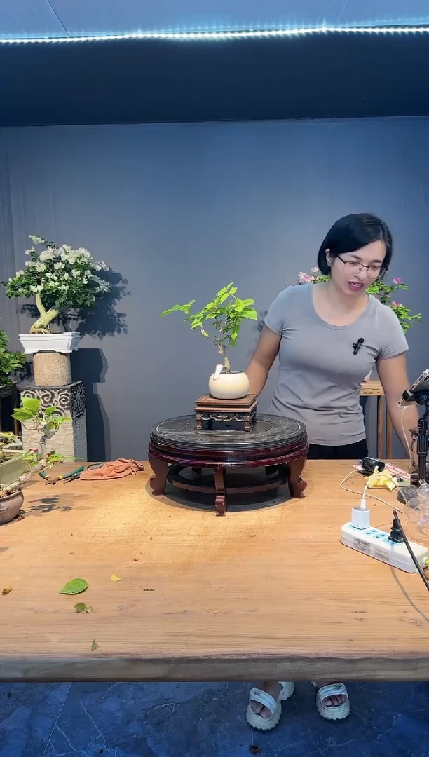 【闪购商品】图图  漳红樱