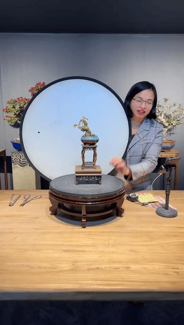 【闪购商品】枫叶  同安红