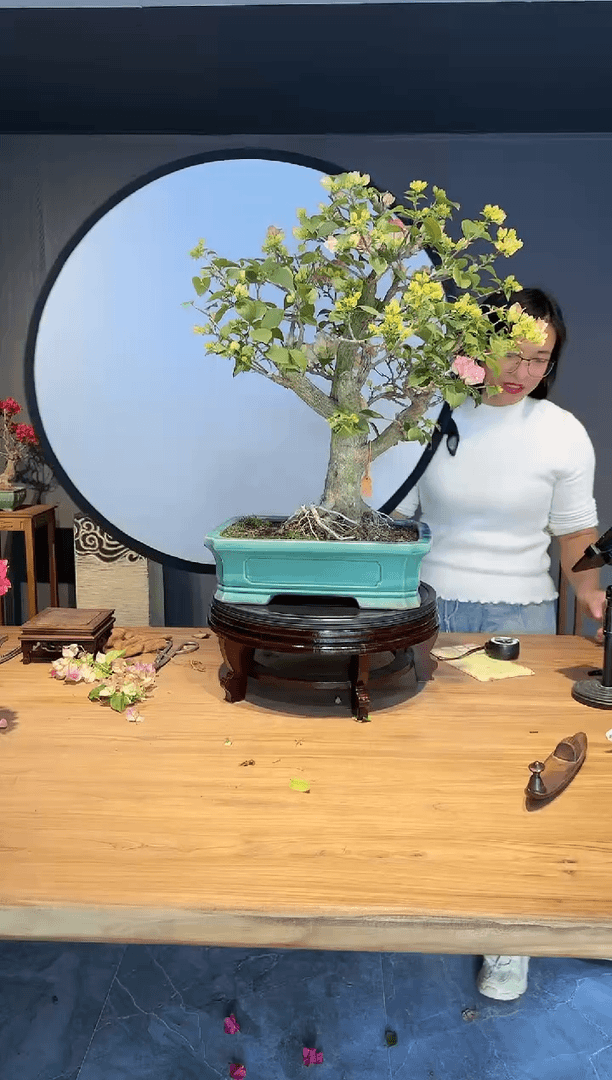 【闪购商品】广州  绿樱