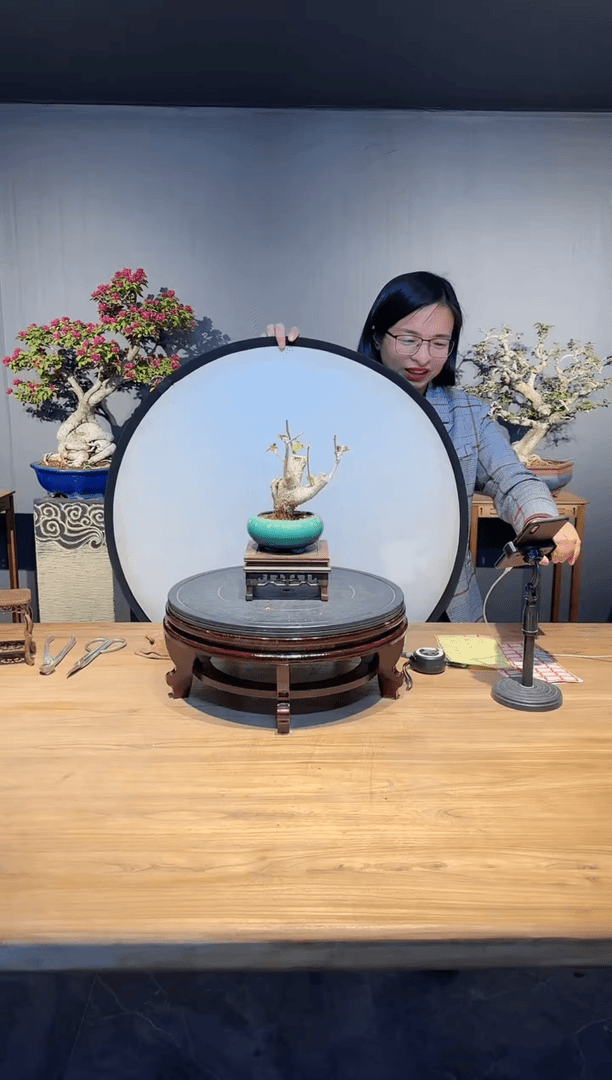 【闪购商品】龙腾  福景红