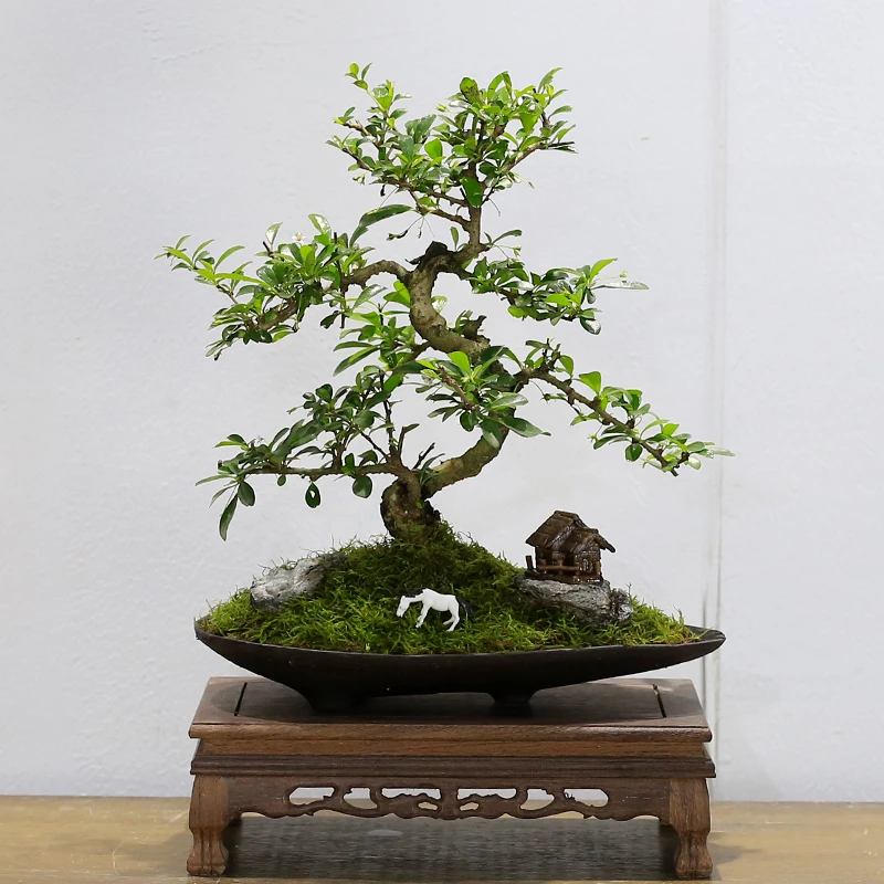 福建茶盆景造型老桩植物室内客厅办公室桌面绿植盆栽四季常青好养