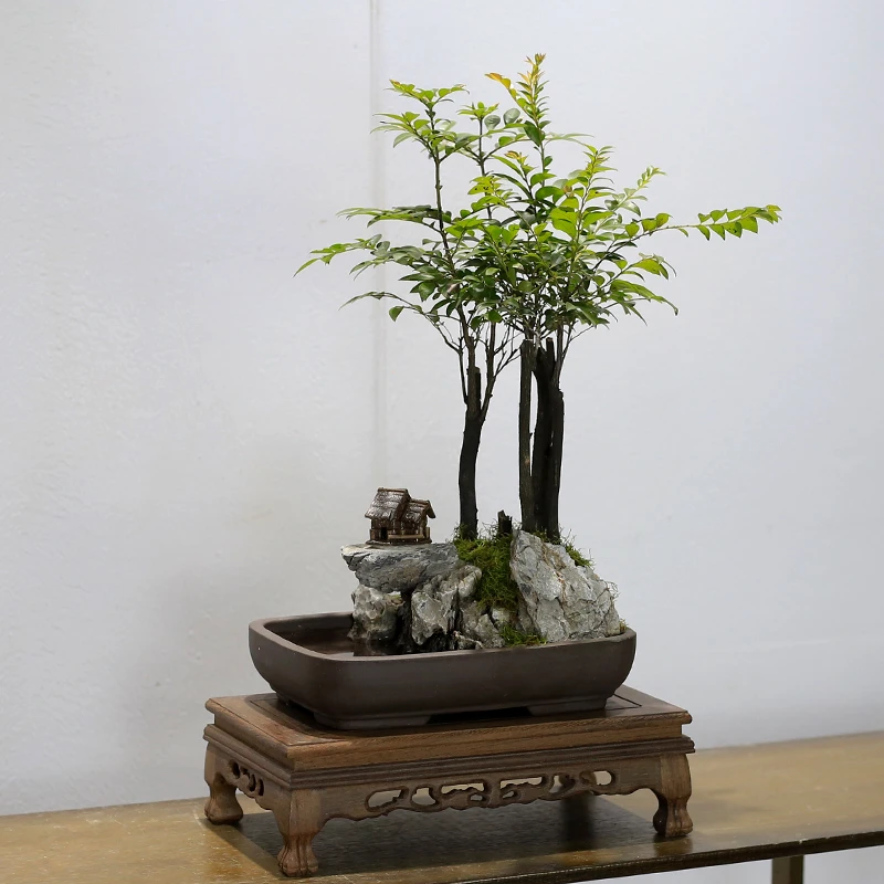 小叶紫檀黑古茶室内山水假山盆景植物摆件办公室桌面绿植盆栽好养