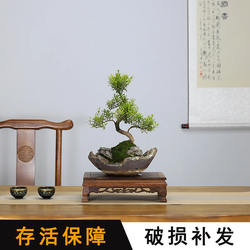 小叶赤楠红杨造型盆景植物室内客厅办公室盆栽阳台绿植茶室摆件