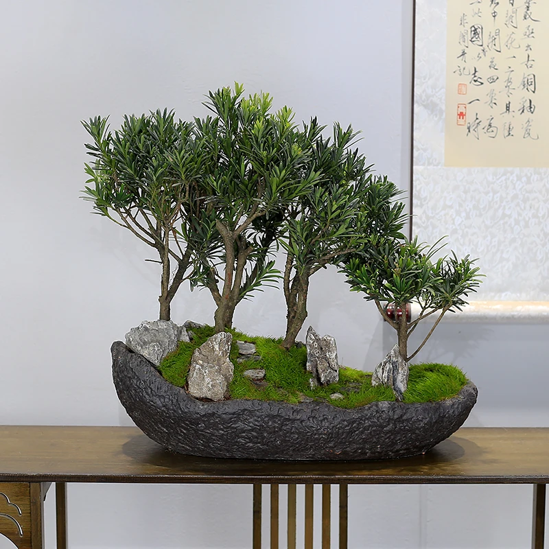 大型雀舌罗汉松盆景造型老桩植物室内客厅办公室盆栽绿植好养松树
