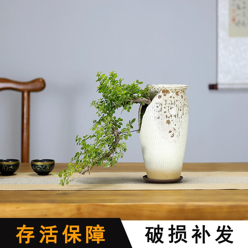 小叶雀梅盆景悬崖式造型老桩植物室内客厅桌面办公室盆栽阳台绿植