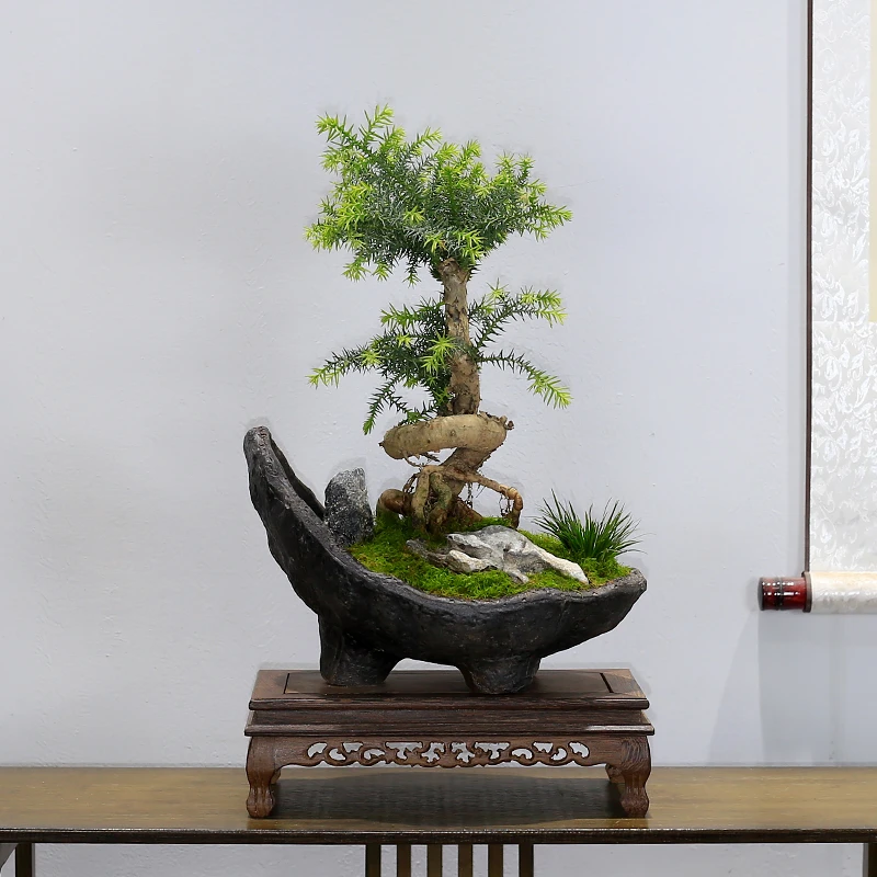 澳洲杉盆景老桩造型植物室内客厅办公室绿植南洋杉不老松盆栽好养