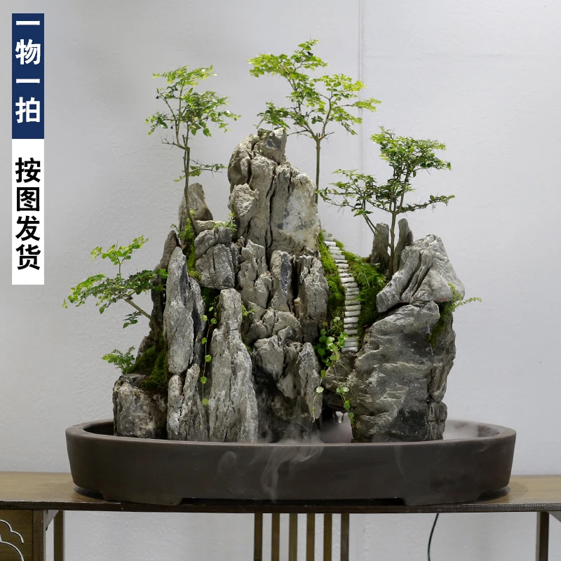 大型假山流水盆景造景植物虎刺寿庭木室内盆栽办公室阳台庭院绿植