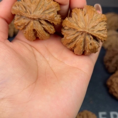 桃核吊坠秦岭山脉野生植物