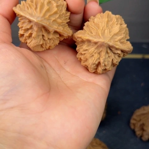桃核吊坠秦岭山脉野生植物