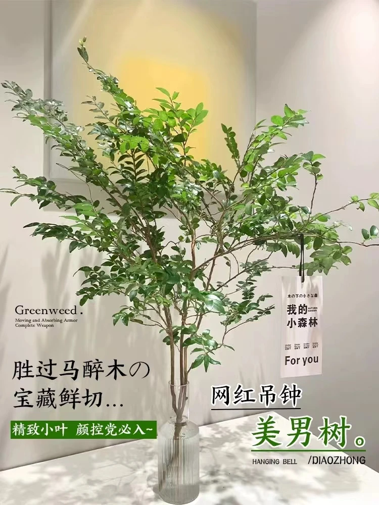 基地批发直销美男树水培鲜切枝竹子办公室金弹子绿色金钱树大型