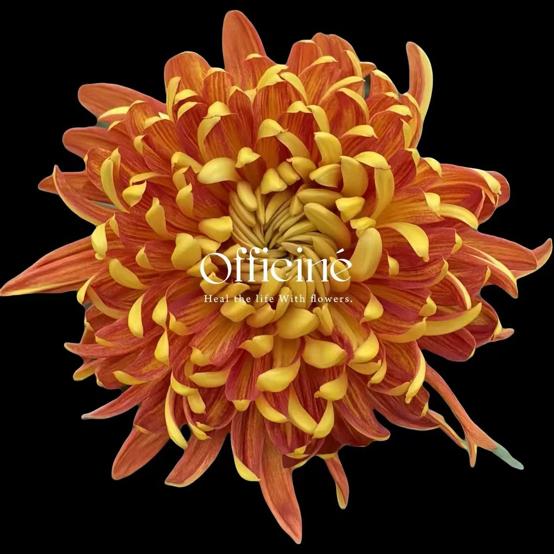 【五件起包邮】花努力大菊  K39 Officine美好花市基地直采鲜切花