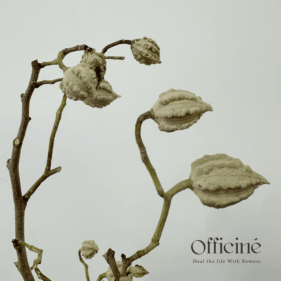 【五件起包邮】宝塔果 Officine美好花市基地直采鲜切花