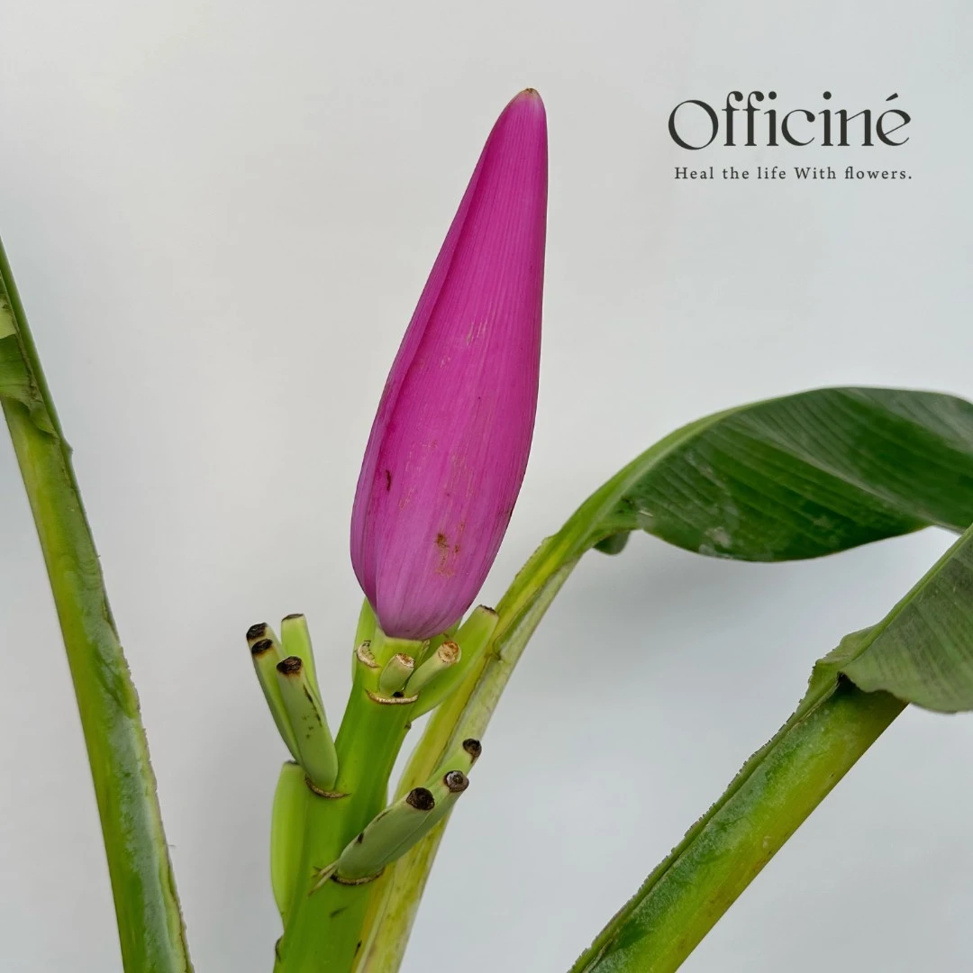 莲花蕉 Officine美好花市基地直采鲜切花云南直发