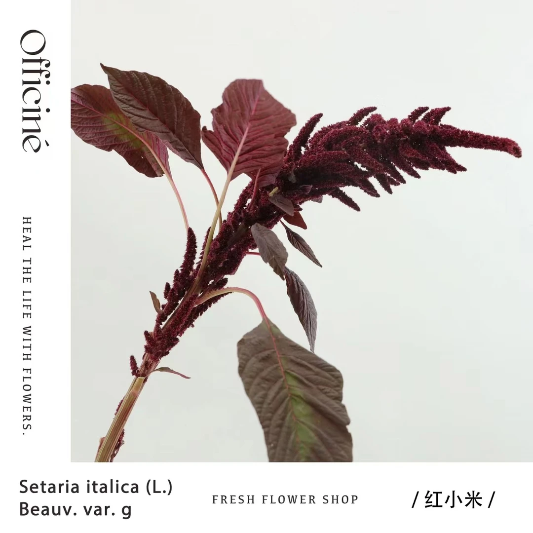 小米 红色 Officine美好花市基地直采鲜切花云南直发顺丰空运
