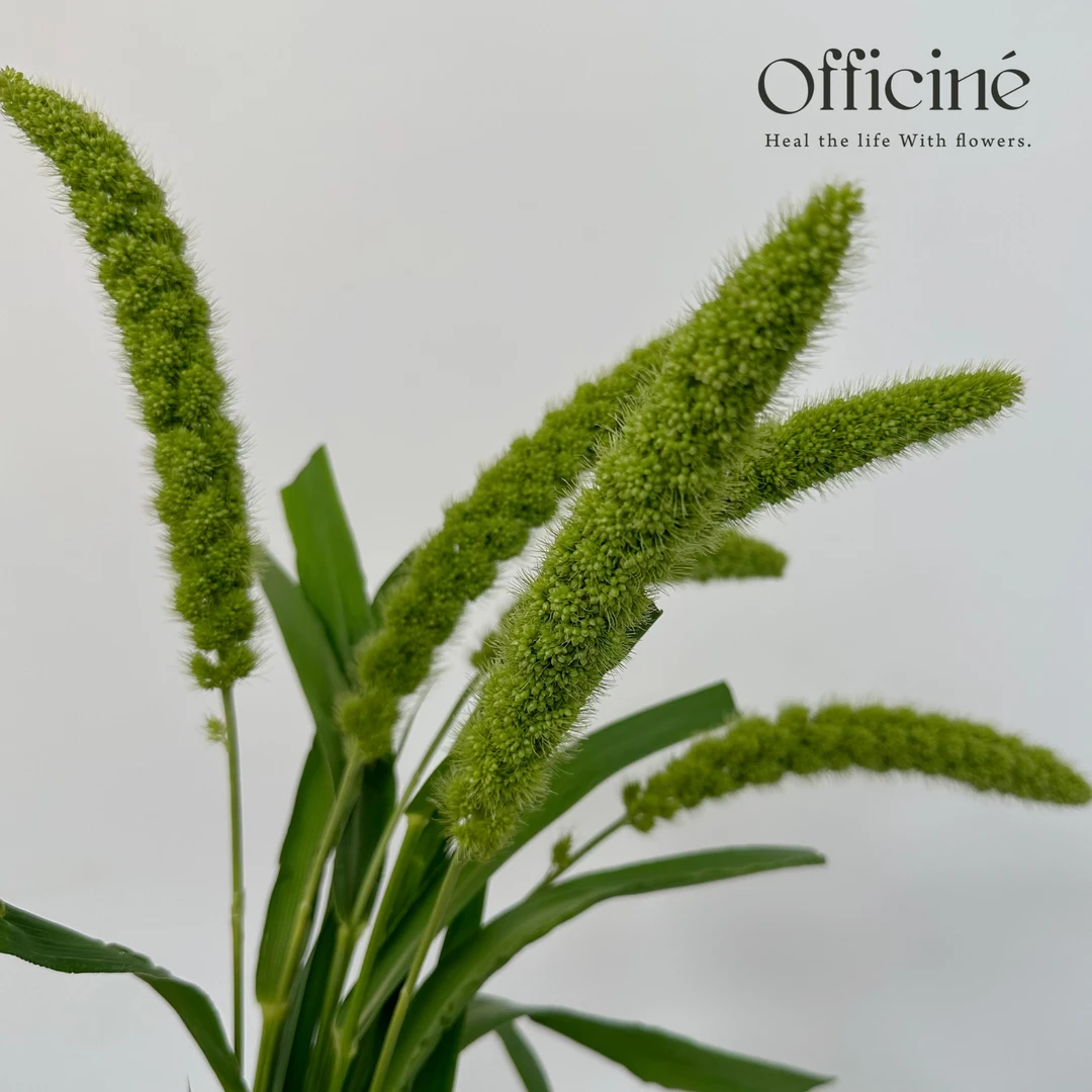 【五件起包邮】忘忧谷 Officine美好花市基地直采鲜花云南直发