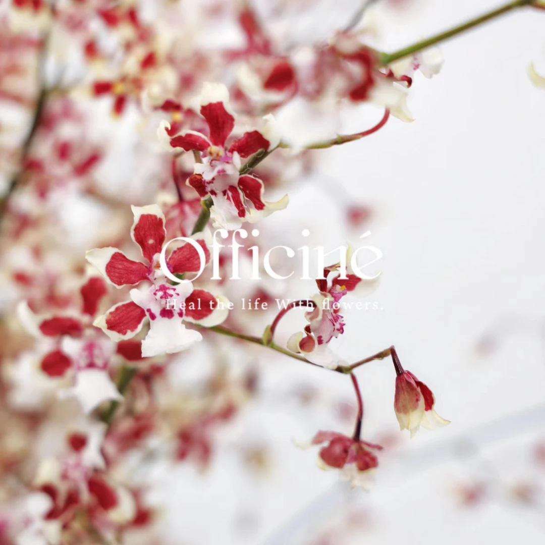 跳舞兰 雪樱 Officine美好花市基地直采鲜花云南直发