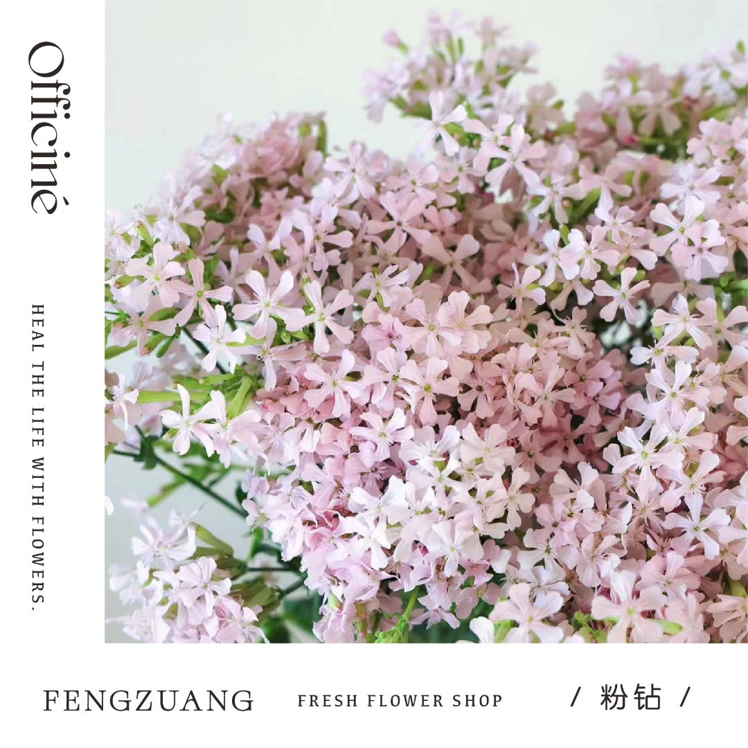 粉钻 粉色 Officine美好花市基地直采鲜切花云南直发顺丰空运