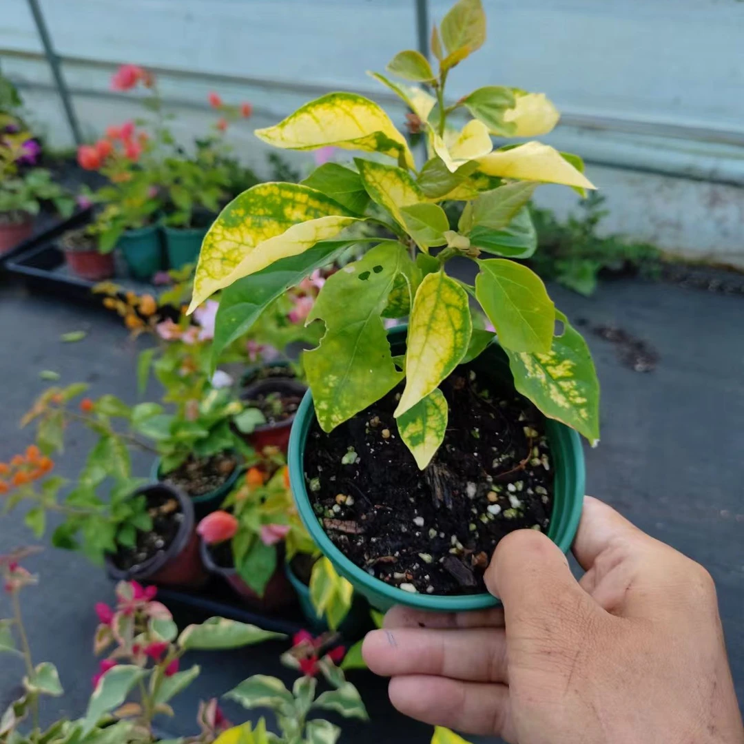 【斑红樱】牙签苗没有根无售后客服不在线介意勿拍