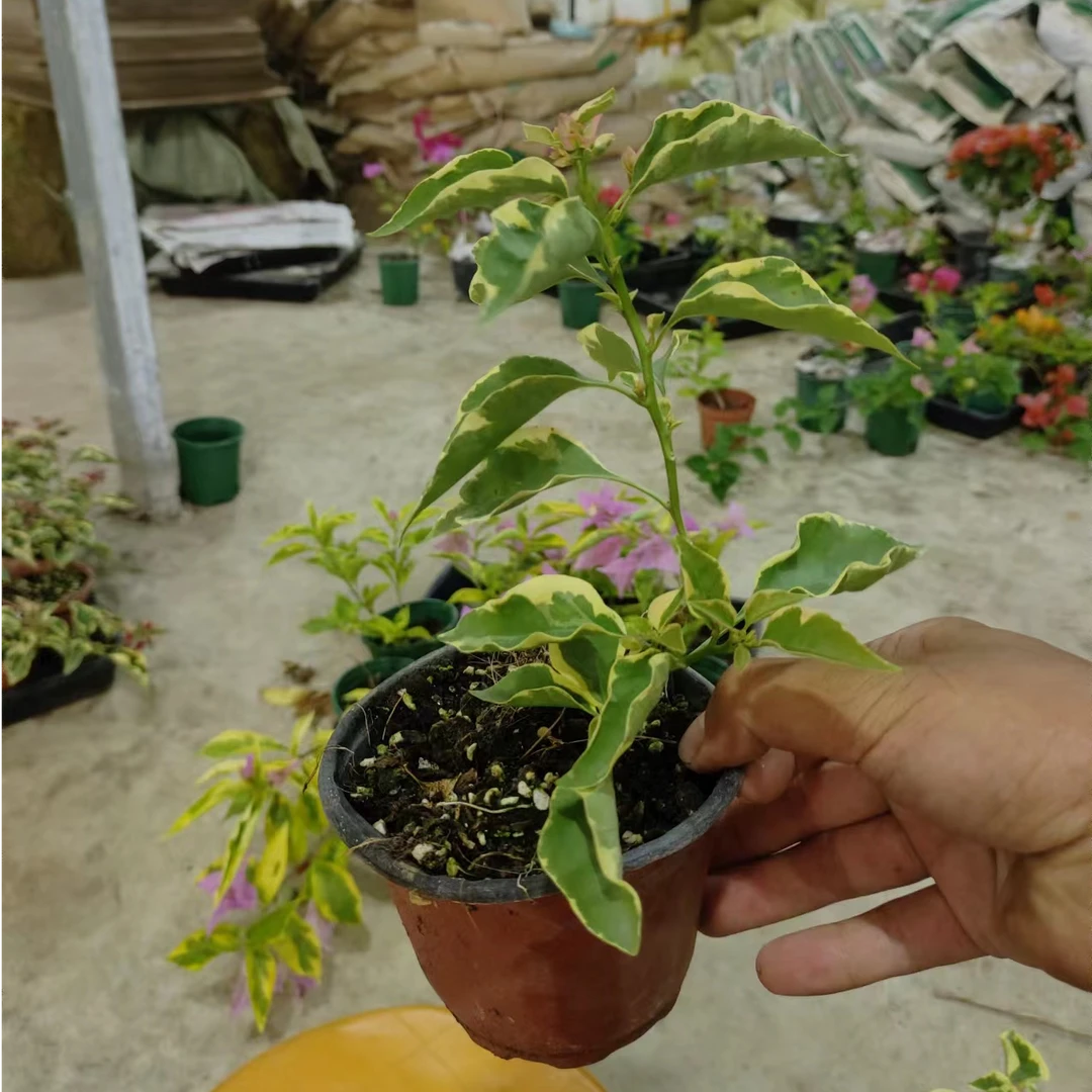 【马斯佩拉克】牙签苗没有根无售后客服不在线介意勿拍