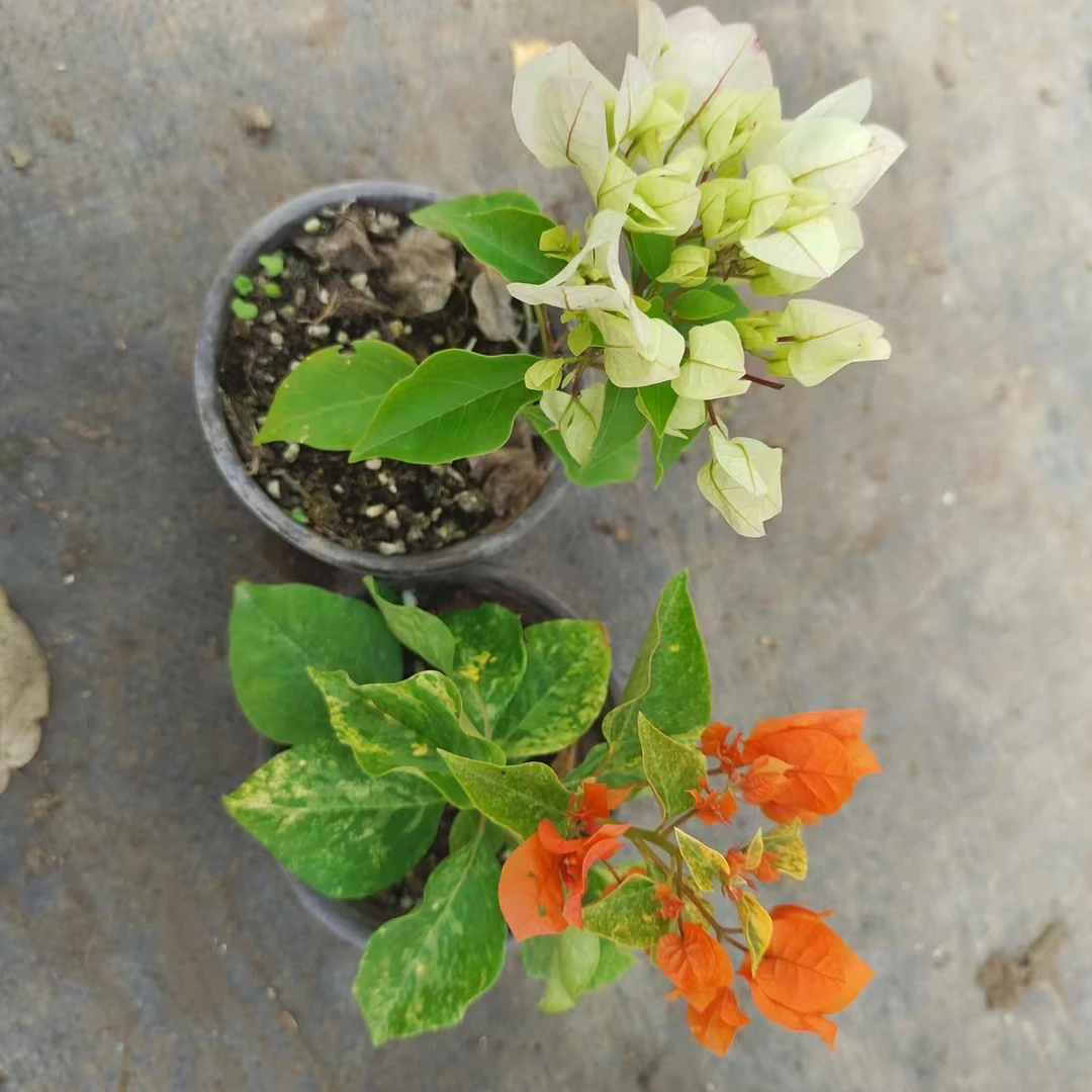 【钻石橙+维拉白】牙签苗没有根无售后客服不在线介意勿拍