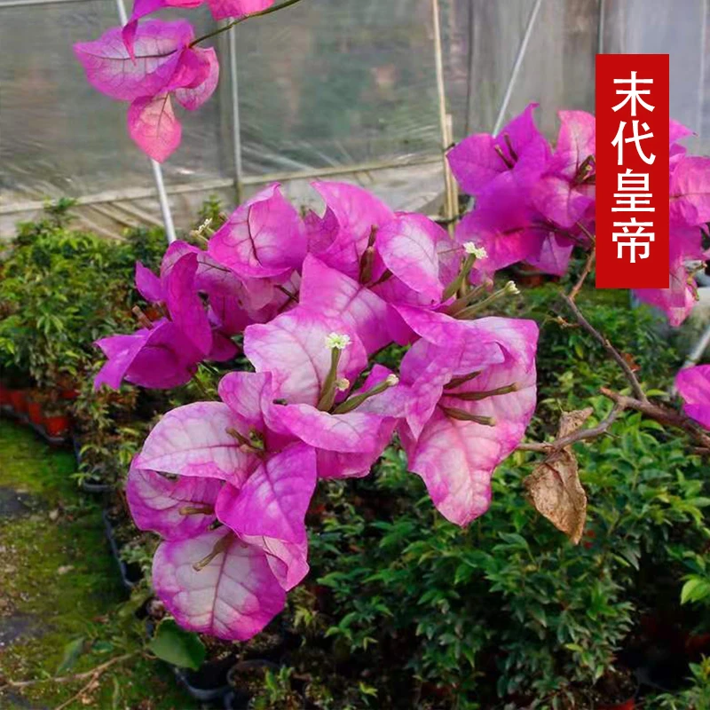 末代皇帝【小盆】三角梅盆栽带花带盆原土发货直播实物为准