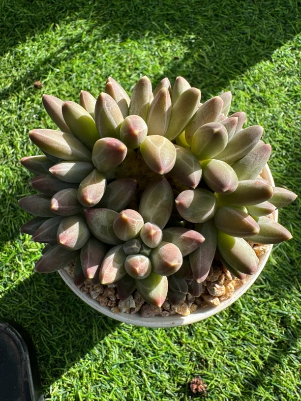 多肉植物伊卡鲁斯