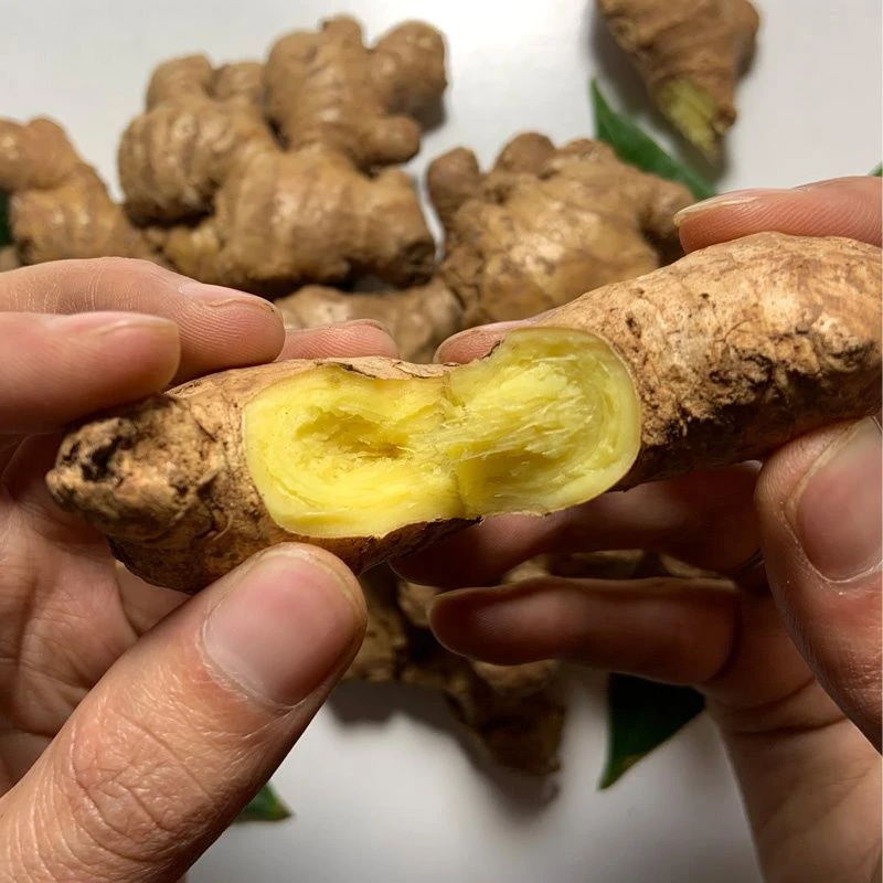 新鲜现挖二黄姜老姜辛辣十足老母姜伤口有黑头属于正常不影响口感