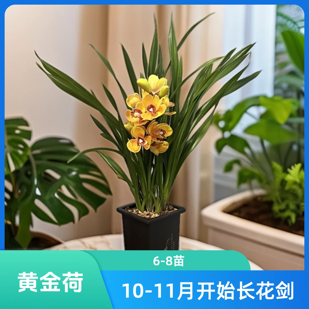 建兰黄金荷6-8株苗兰场基地直发带方盆种好发货