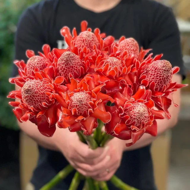 【精选】瓷玫瑰 鲜花云南直发  云南鲜切花 顺丰包邮