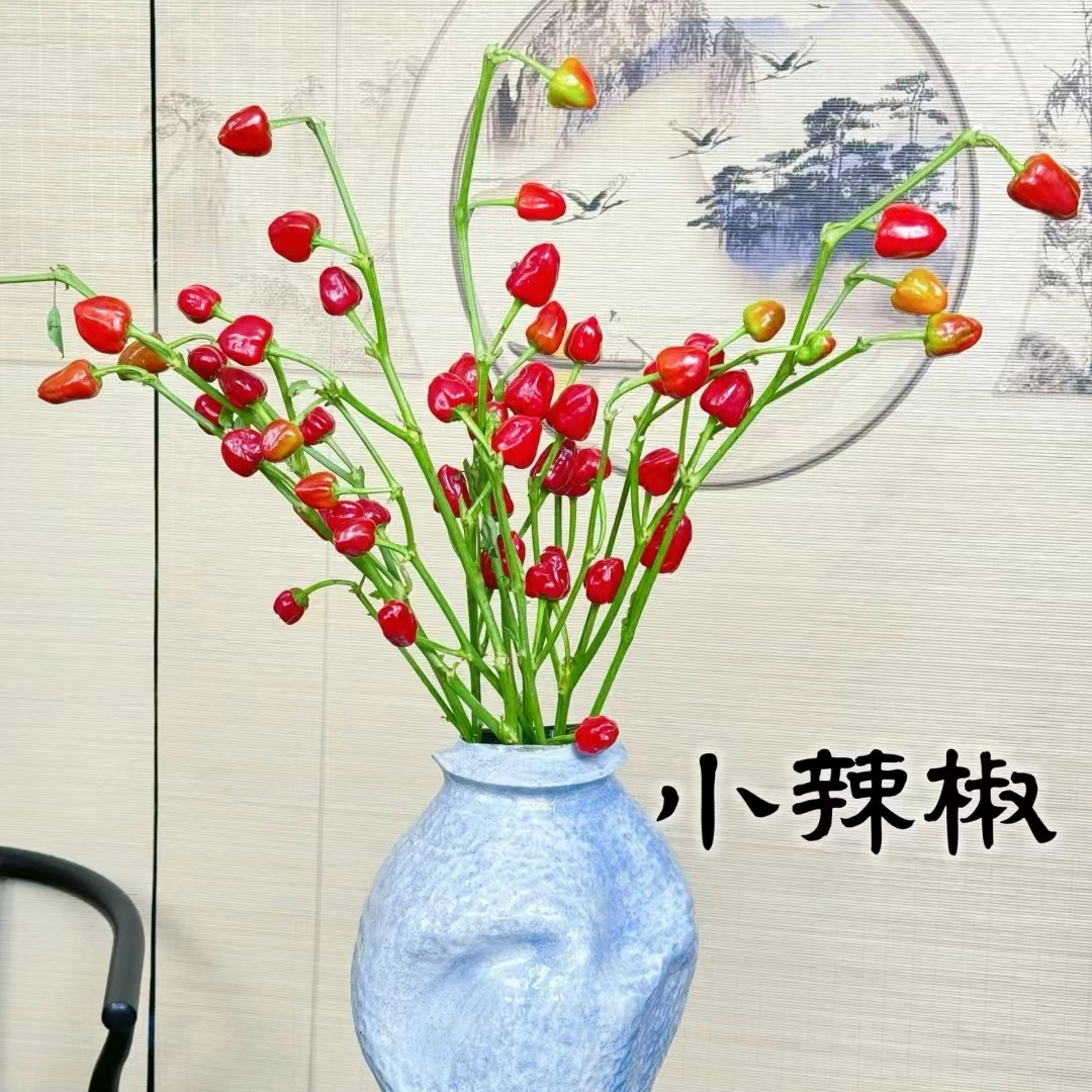 优选【小辣椒】 云南鲜切花 顺丰包邮 云南发货