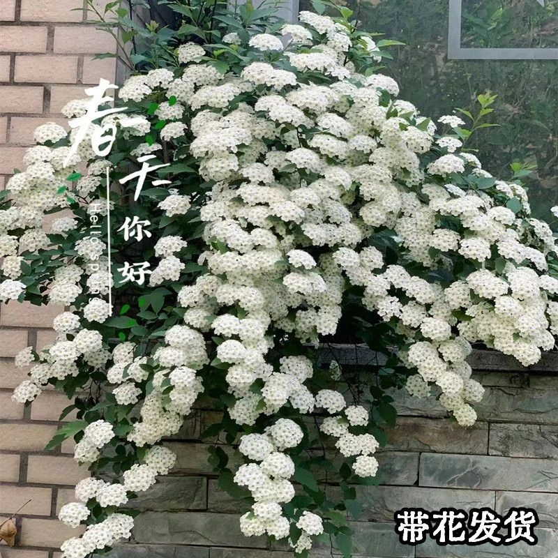 菱叶绣线菊盆栽珍珠梅小手球耐寒热花期长多年生灌木庭院丛生大苗