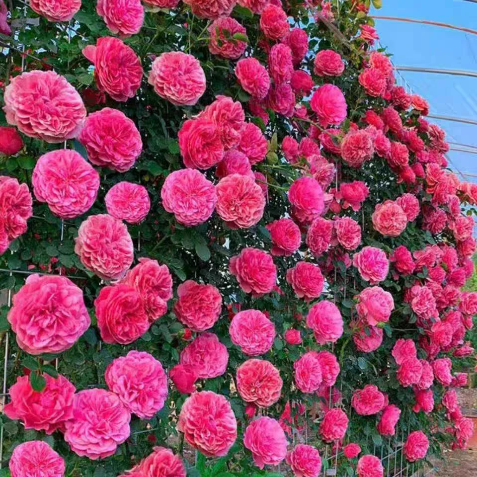 粉色达芬奇藤本月季花苗盆栽特大花浓香四季阳台庭院花卉植物粉达