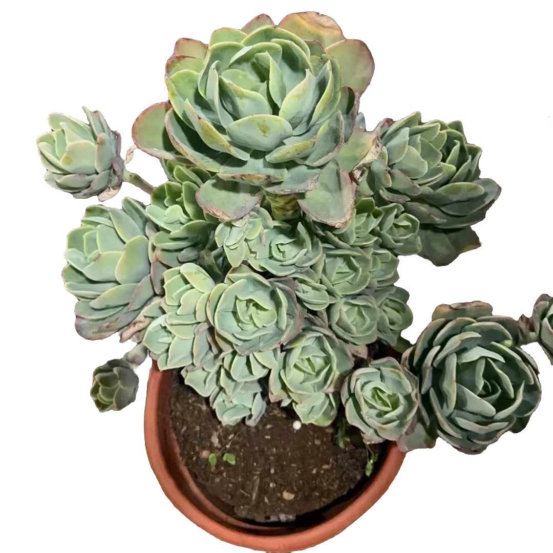 精品多肉【地栽大号骑兵碧桃】20-30公分，轻微断枝不售后