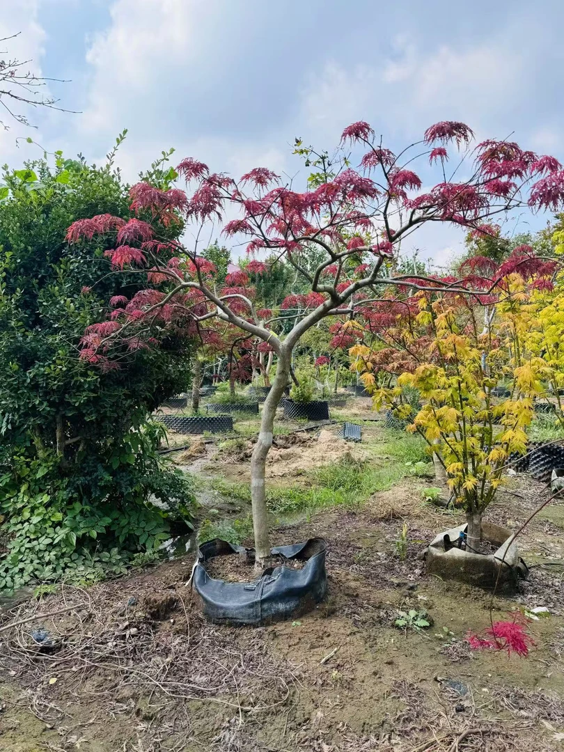 红枫树苗中国红枫别墅庭院绿化苗木盆栽日本红舞姬外山羽毛枫包邮