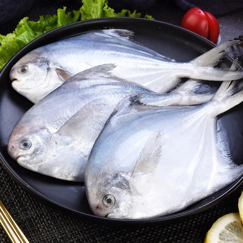 【开海新货】东海特大银鲳鱼新鲜野生鲳鱼大昌鱼平鱼鲳鳊鱼白鲳鱼
