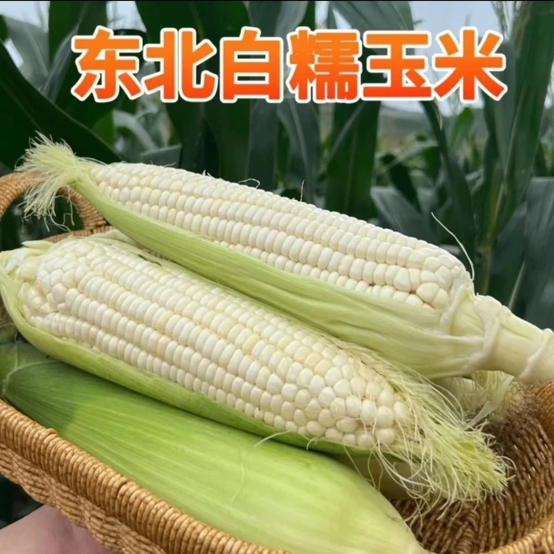 东北黑土地玉米 粘苞米 自家小园玉米，现掰现发6穗