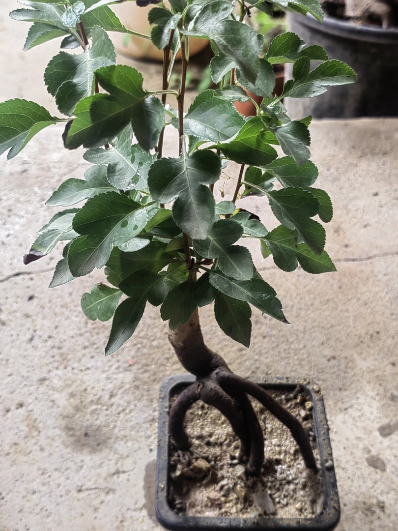 糖梨榆树，形美，易养，视频同款