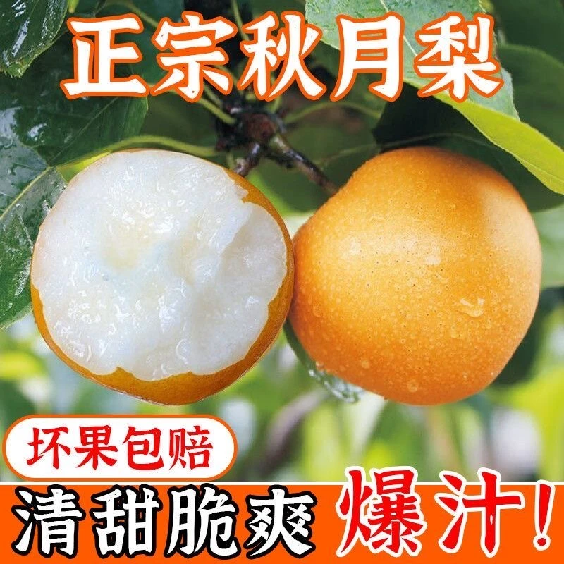 正宗秋月梨现摘现发新鲜薄皮超甜化渣脆爽清甜品质香甜酥脆好吃