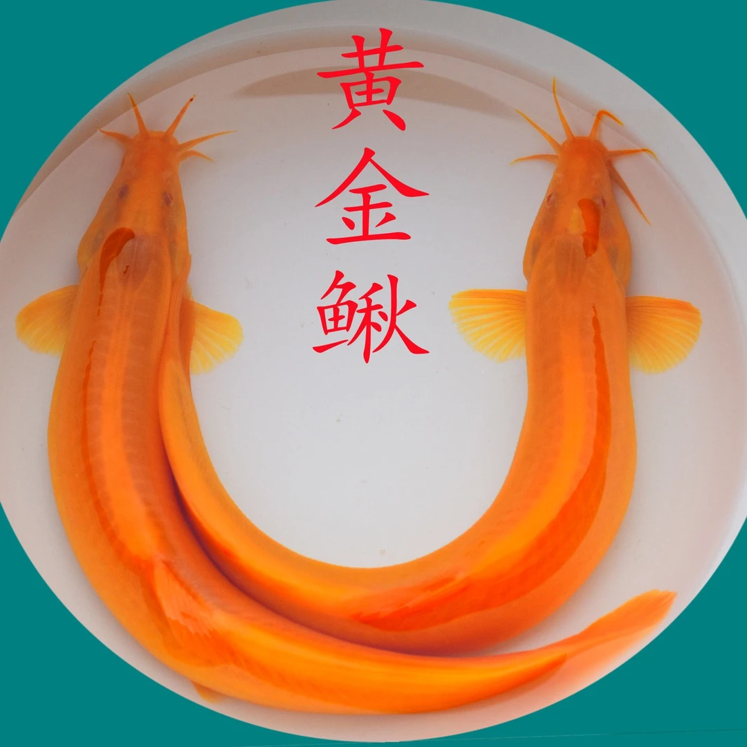 清理鱼缸宠物活物黄金泥鳅冷水观赏鱼好养耐活清道夫金鱼涣雨泥鳅