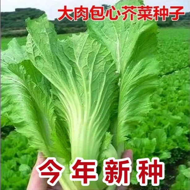 四季大肉包心芥菜种籽早熟阳台盆栽蔬菜种大芥菜种子
