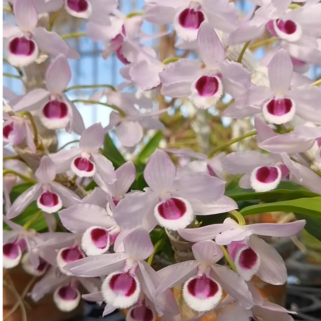 精品石斛兰 一物一拍 私自勿拍