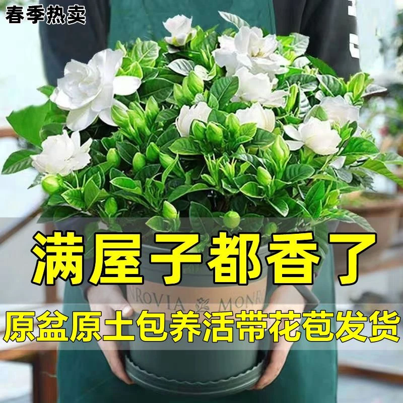 浓香型栀子花盆栽花卉植物室内带花苞阳台水培绿植浓香型四季好养